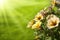 Flower petunias on natural green background with sunbeams on summer day