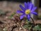 Flower photography of a blue-yellow anemone