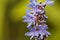 Flower of a pickerelweed, Pontederia cordata