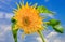 Flower picture decorative sunflowers on a blue sky background