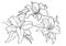 Flower Piece Tattoo pattern lined draw