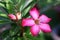 Flower Pink Adenium. Desert rose