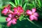 Flower Pink Adenium. Desert rose
