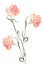 Flower Pink Carnation watercolor 3stems