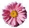 Flower pink Chamomile on white isolated background with clipping path. Daisy pink-yellow with droplets of water for design. Close