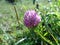 Flower of pink clover on the meadow, close-up.