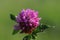 Flower of a pink clover in the sun. A blue flower in droplets of dew on a blurred green background. Plants of the meadows of the r