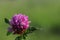 Flower of a pink clover in the sun. A blue flower in droplets of dew on a blurred green background. Plants of the meadows of the r