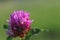 Flower of a pink clover in the sun. A blue flower in droplets of dew on a blurred green background. Plants of the meadows of the r