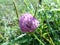 Flower of pink clovr on the meadow, close-up.