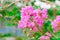 Flower Pink crape myrtle Lagerstroemia speciosa or jarul with copy space add text Select focus with shallow depth of field