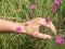 Flower of pink dianthus on meadow. Woman hand touching