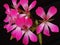 A flower of the pink hanging geranium  Pelargonium peltatum