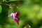 A flower of pink Impatiens glandulifera in raindrops is pollinated by a bee