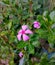 Flower pink leaf plant nature freshness growth blossom petal spring-time grass decorative bright softness herb single-flower