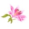 Flower pink Lily Lilium candidum editable on a white background vector editable illustration