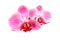 Flower pink orchid - phalaenopsis