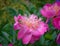 Flower of pink peony