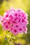 Flower Of Pink Phlox Grow In Sunny Summer Flowerbed .