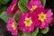 A flower of pink primrose in droplets of rain