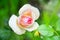 Flower of pink rose in the summer garden. Hybrid tea rose with d