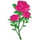 Flower pink rose vector illustration graphics