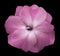 Flower pink violets on the black isolated background with clipping path no shadows. Closeup For design.