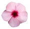 Flower pink violets. White isolated background with clipping path. Closeup. no shadows.