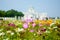 Flower pink and white,so beautiful,Ananta Samakhom Throne Hall with field.