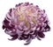 flower Pink-white chrysanthemum. Side view. Motley garden flower. white isolated background with clipping path no shadows. Cl