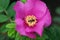 Flower pink wild rose and a bee collecting nectar.