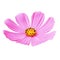 Flower pink yellow cosmos mexican aster, isolated on a white background.