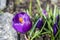 flower pistils crocus in the spring