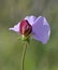 Flower Pisum sativum elatius