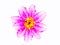 Flower pixel art