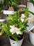 Flower plant bouquet garden houseplant flowerpot shrun produce blossom centrepiece