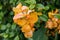 Flower of the plant Canna yellow with red spots