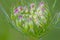 Flower plant herbaceous yarrow macro photo with artistically blurred background