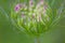 Flower plant herbaceous yarrow macro photo with artistically blurred background