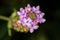 Flower of the plant Lantana Lavender Popcorn