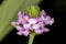 Flower of the plant Lantana Lavender Popcorn