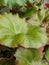 Flower plant leaves green focus view