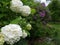 Flower plant shrub lilac landscaping