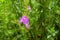 Flower of the plant species Lythrum junceum