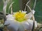 Flower of The Plant Tephrocactus Articulatus Var. Papyracanthus, Macro, Defocused Background