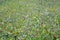 Flower plant texture pattern photo meadow