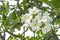 Flower plant tree leaf green white aroma concept