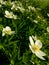 Flower plant wildflower yellow landscape