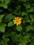 Flower plant yellow araou