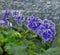 Flower plants details mini garden violet bloom